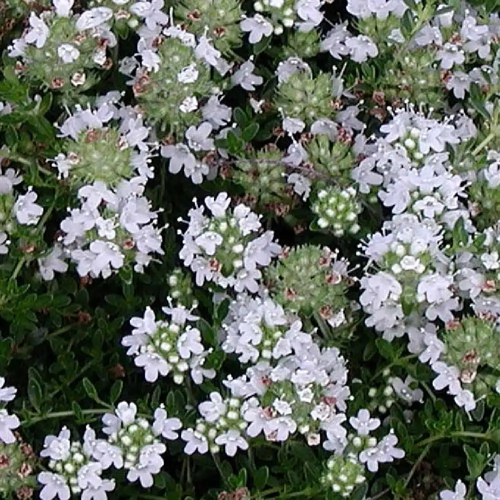 THYMUS praecox 'Albiflorus' (T. serpyllum 'Albus')