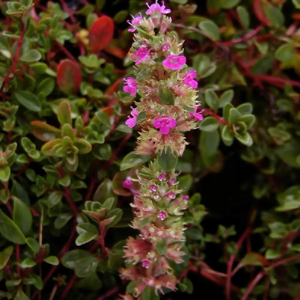 THYMUS praecox 'Coccineus' (T. serpyllum)