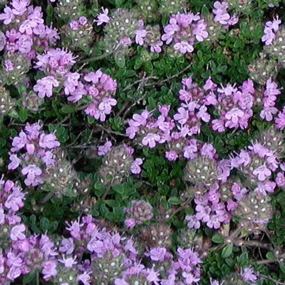 THYMUS praecox 'Minor'