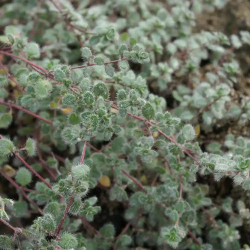 THYMUS praecox 'Pseudolanuginosus'