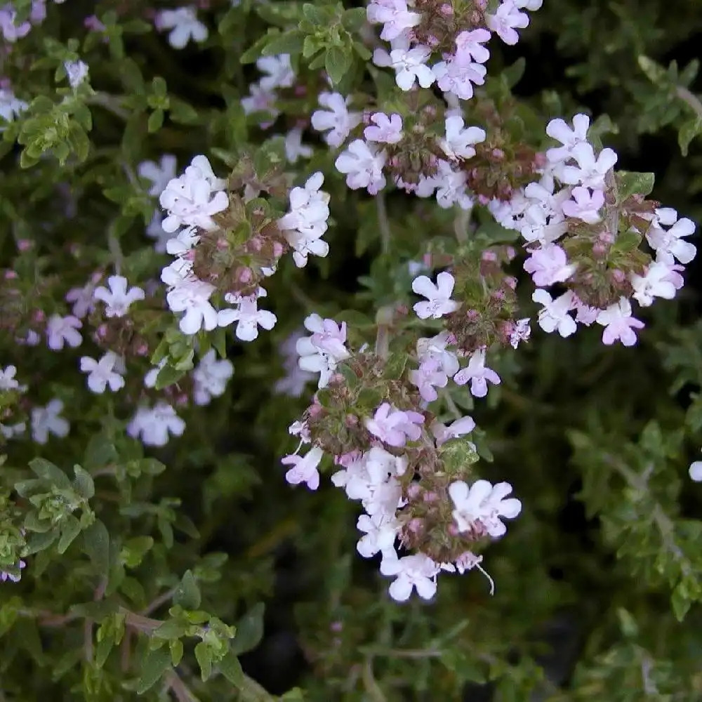 THYMUS vulgaris feuilles fines