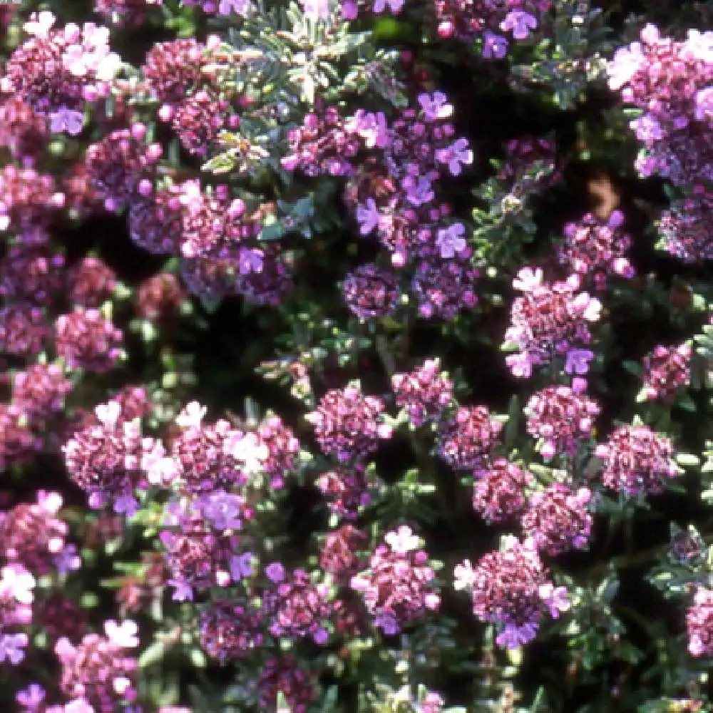 THYMUS vulgaris 'Fragantissimum'