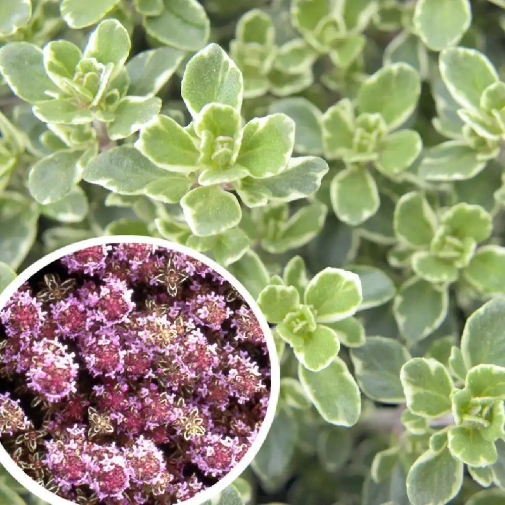 THYMUS vulgaris 'Silver Posie'