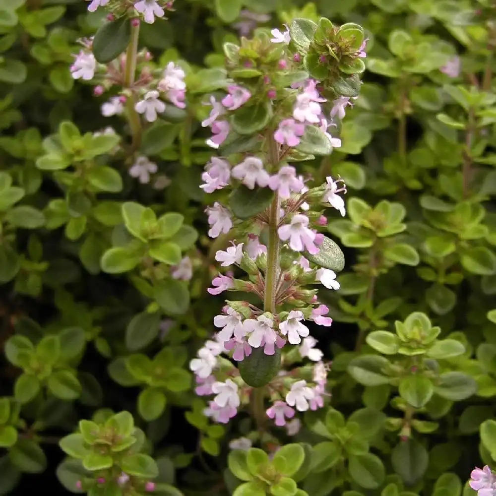 THYMUS vulgaris