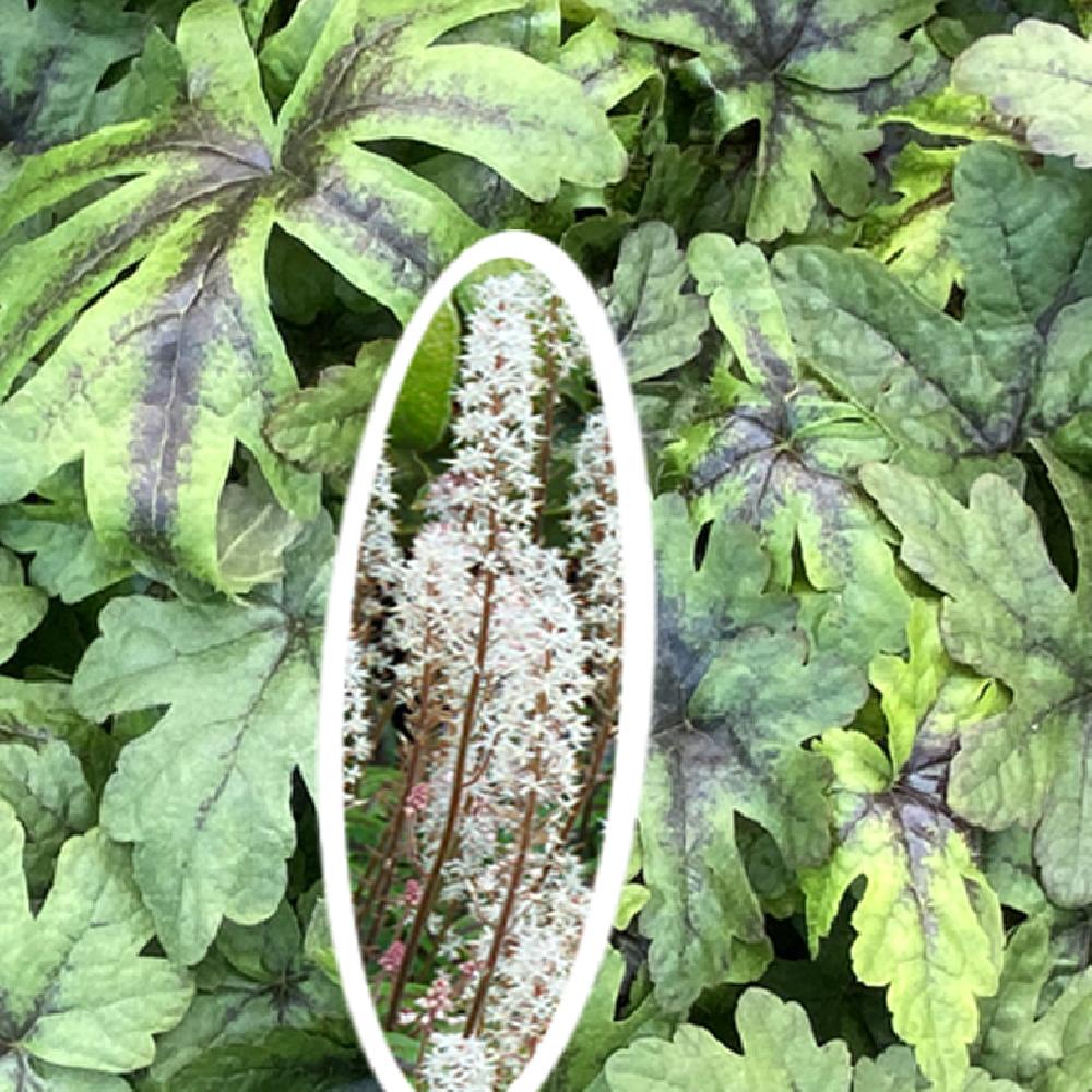 TIARELLA 'Candy Striper'