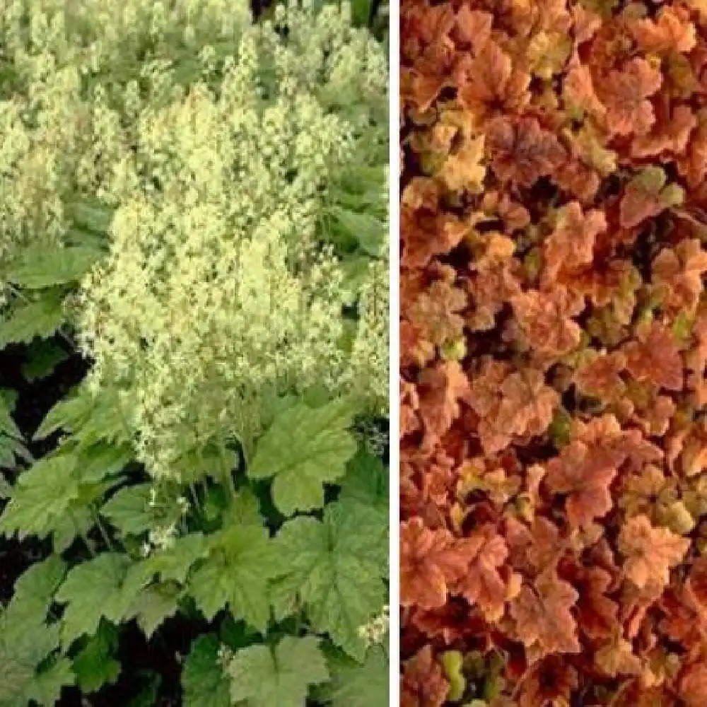 TIARELLA cordifolia