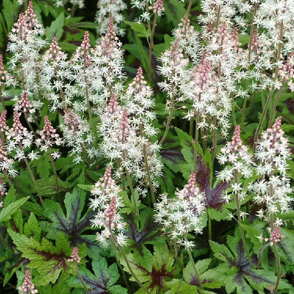 TIARELLA 'Sugar and Spice'