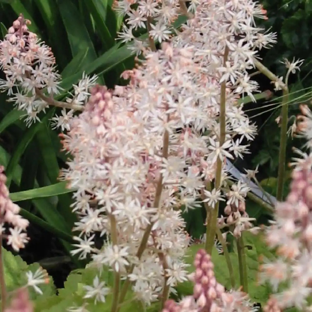 TIARELLA 'Tiger Stripe'