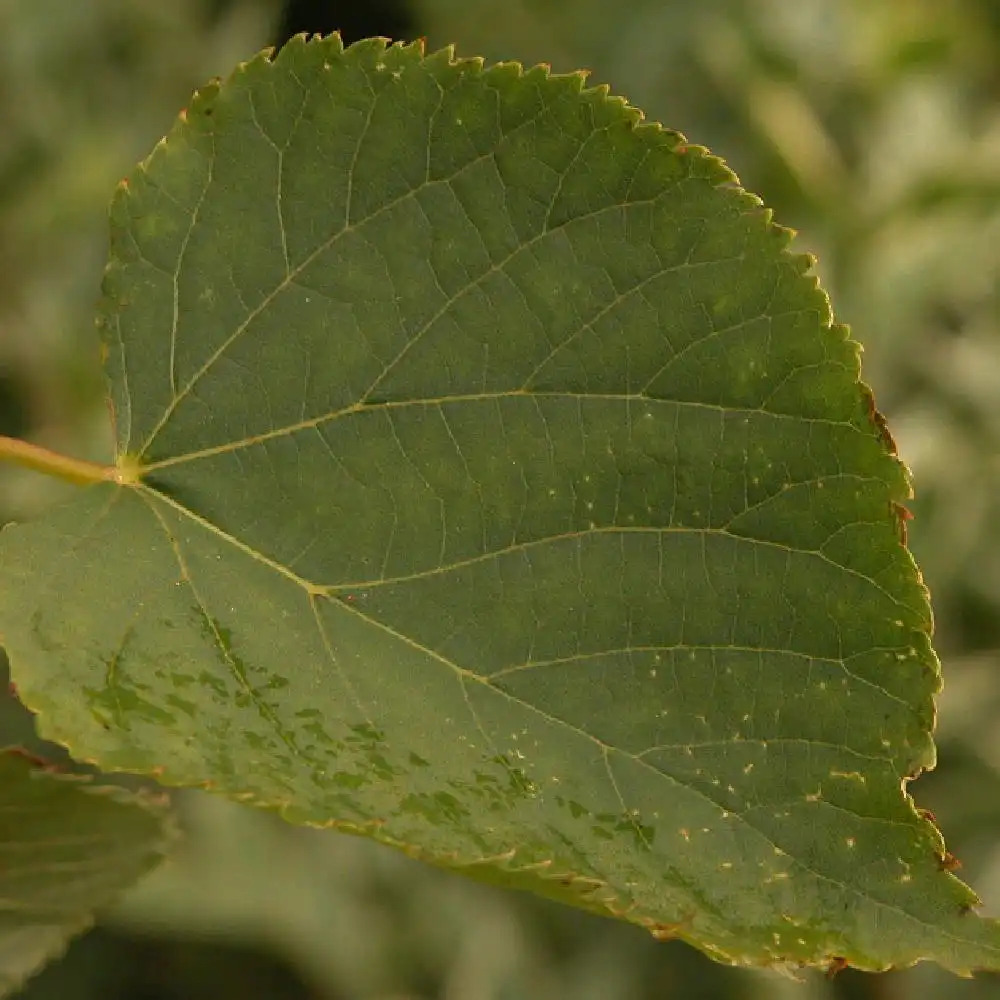 Tilleul des bois à petites feuilles Tilia cordata