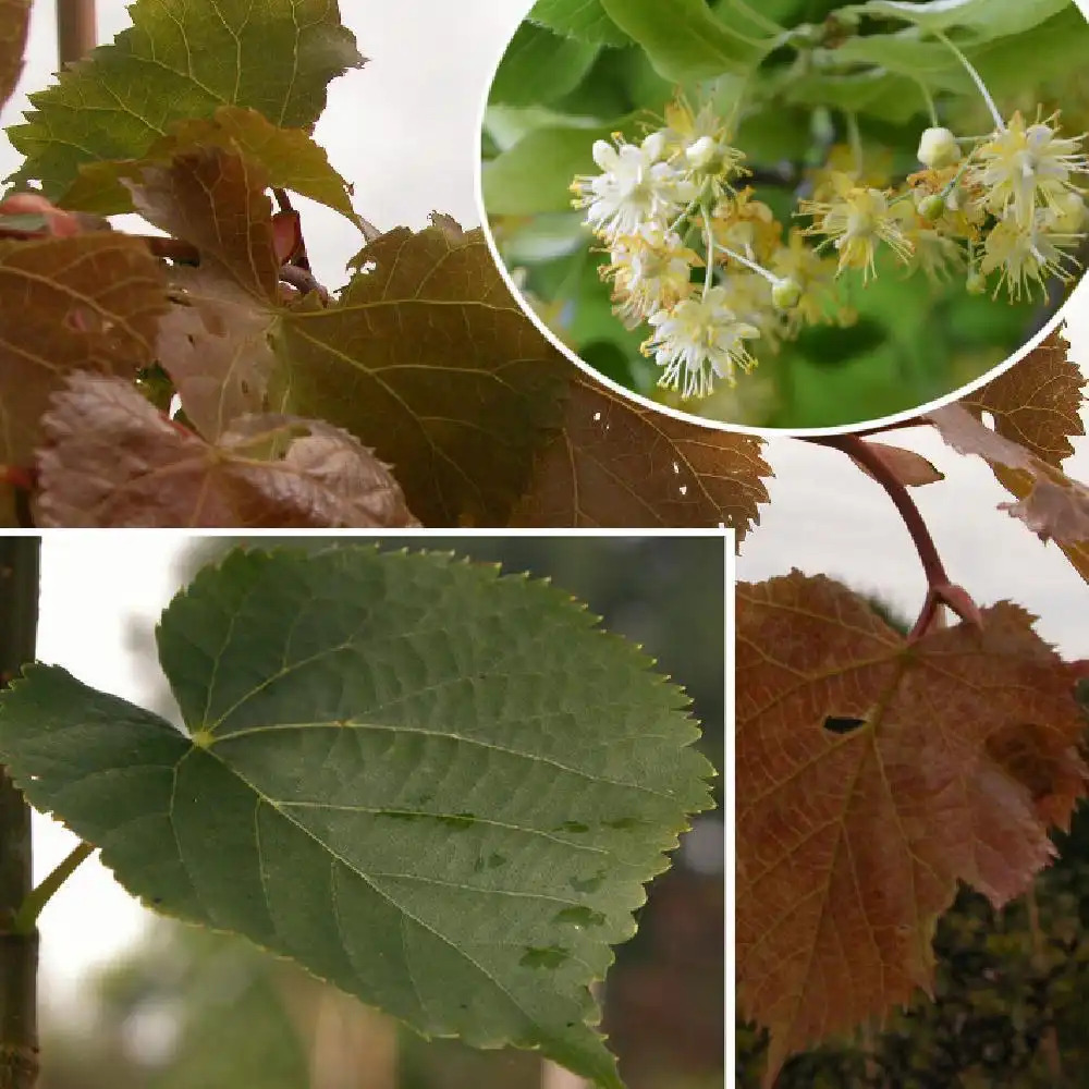 TILIA CORDATA - Tilleul à petites feuilles : lot de 10 pieds