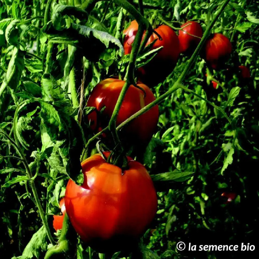 Graines BIO TOMATE PETIT COEUR DE BOEUF - Livraison Gratuite!