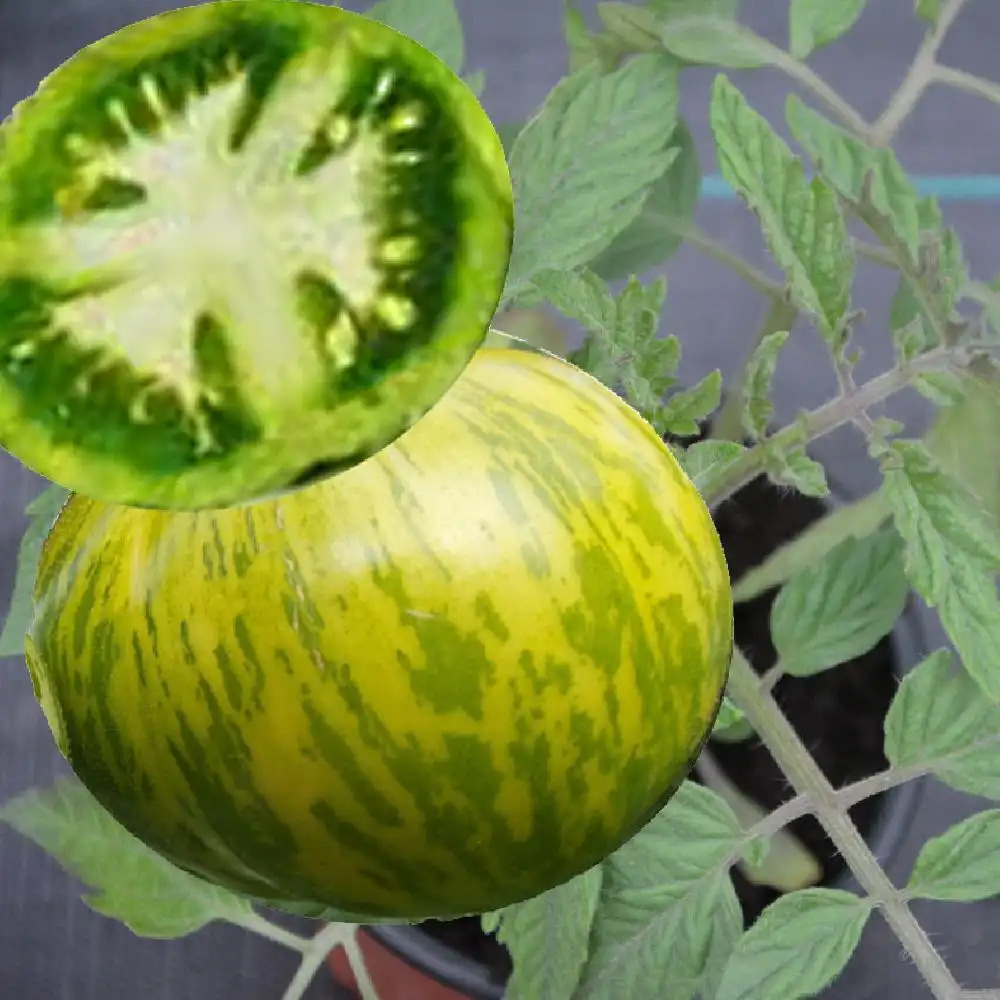 TOMATE ‘Green Zebra’