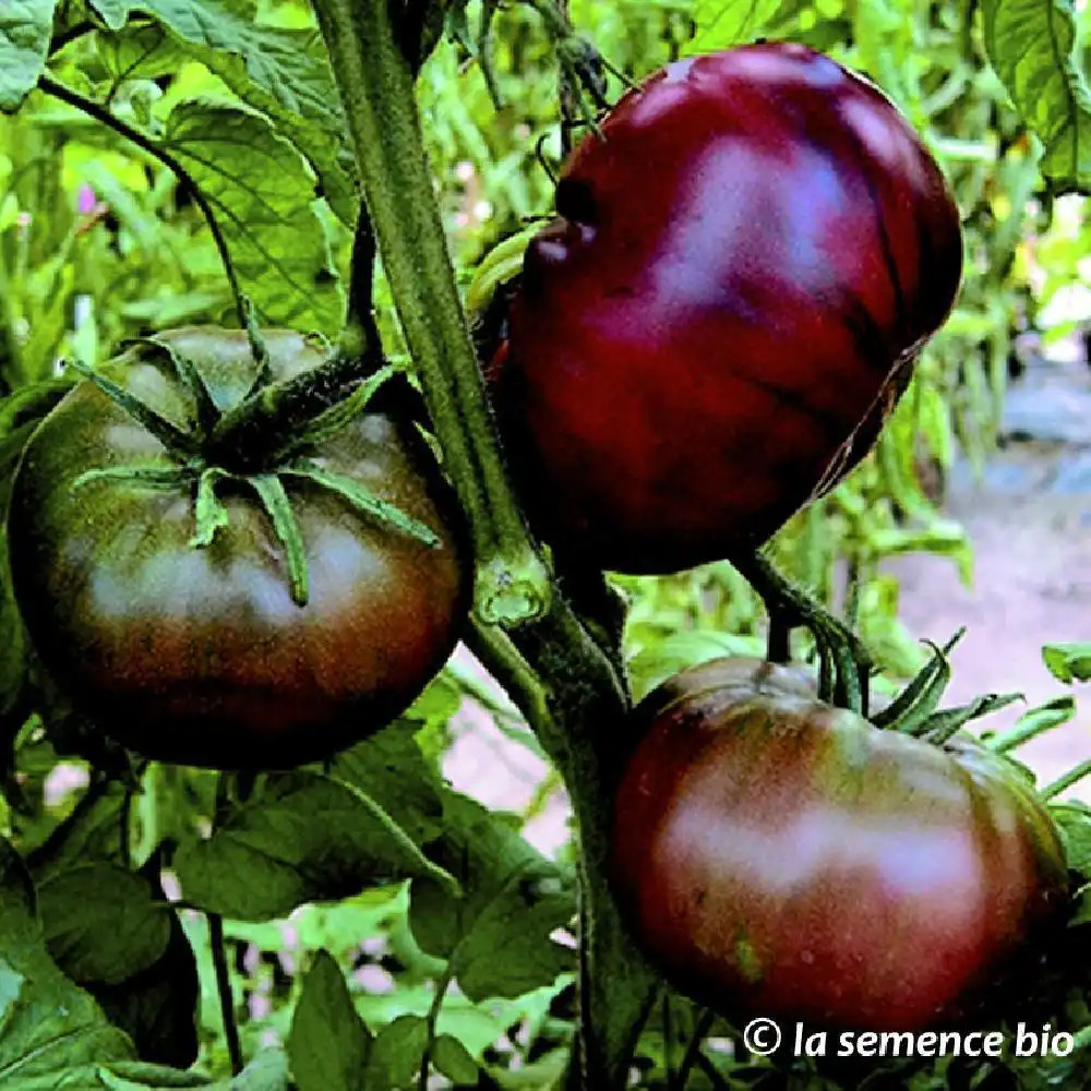 Tomate 'Noire de Crimée' image 1