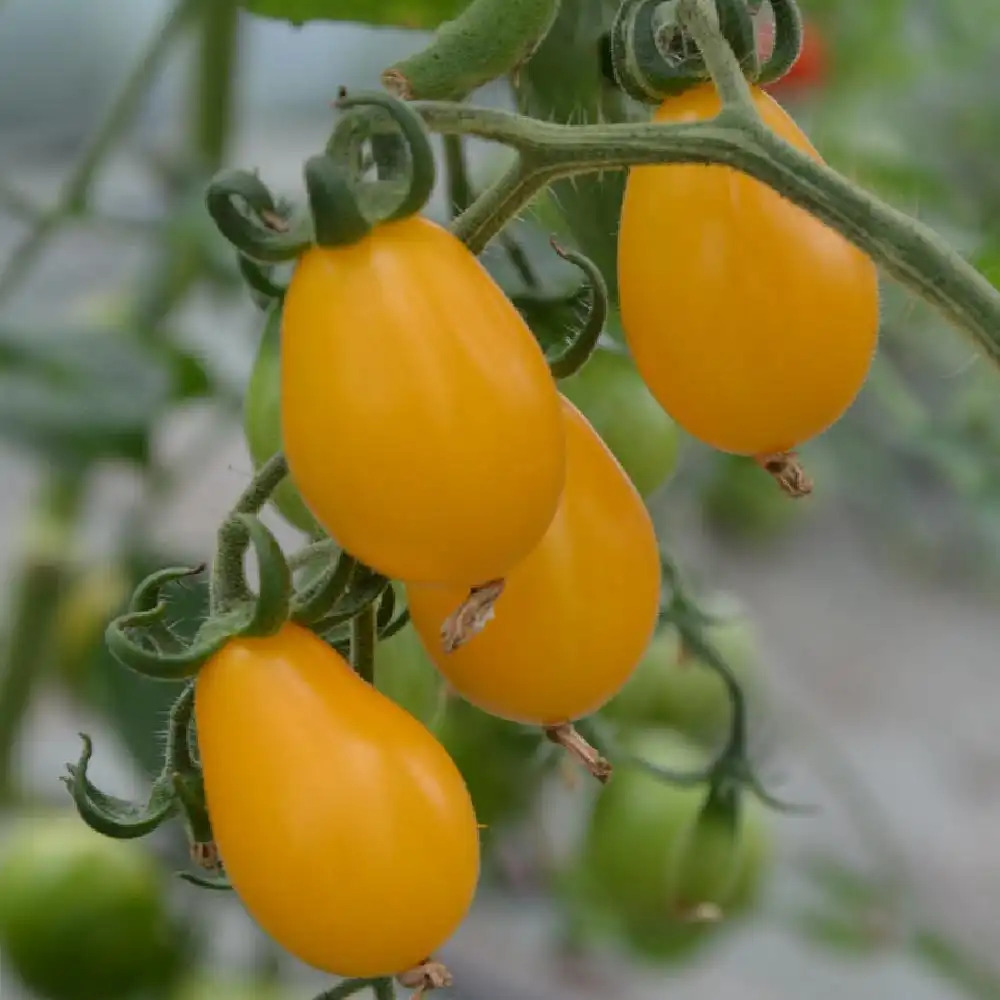 TOMATE ‘Poire Jaune’