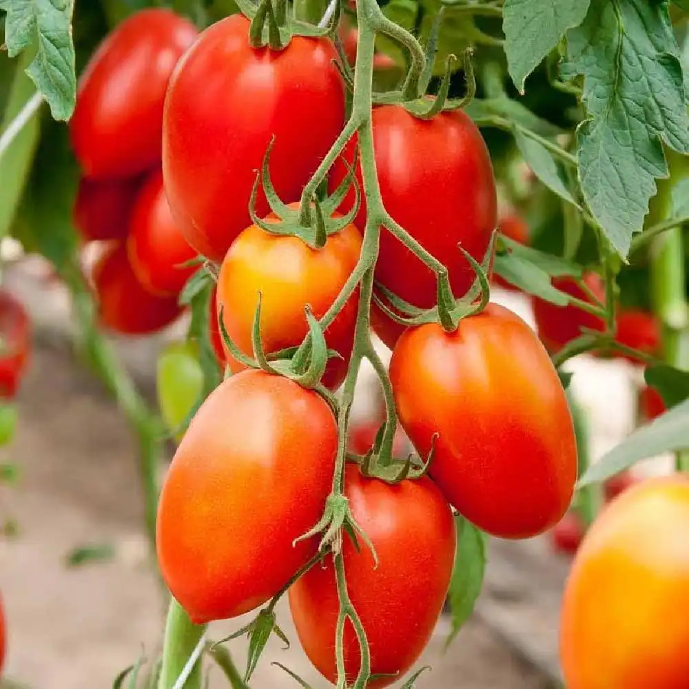 Tomate Roma 