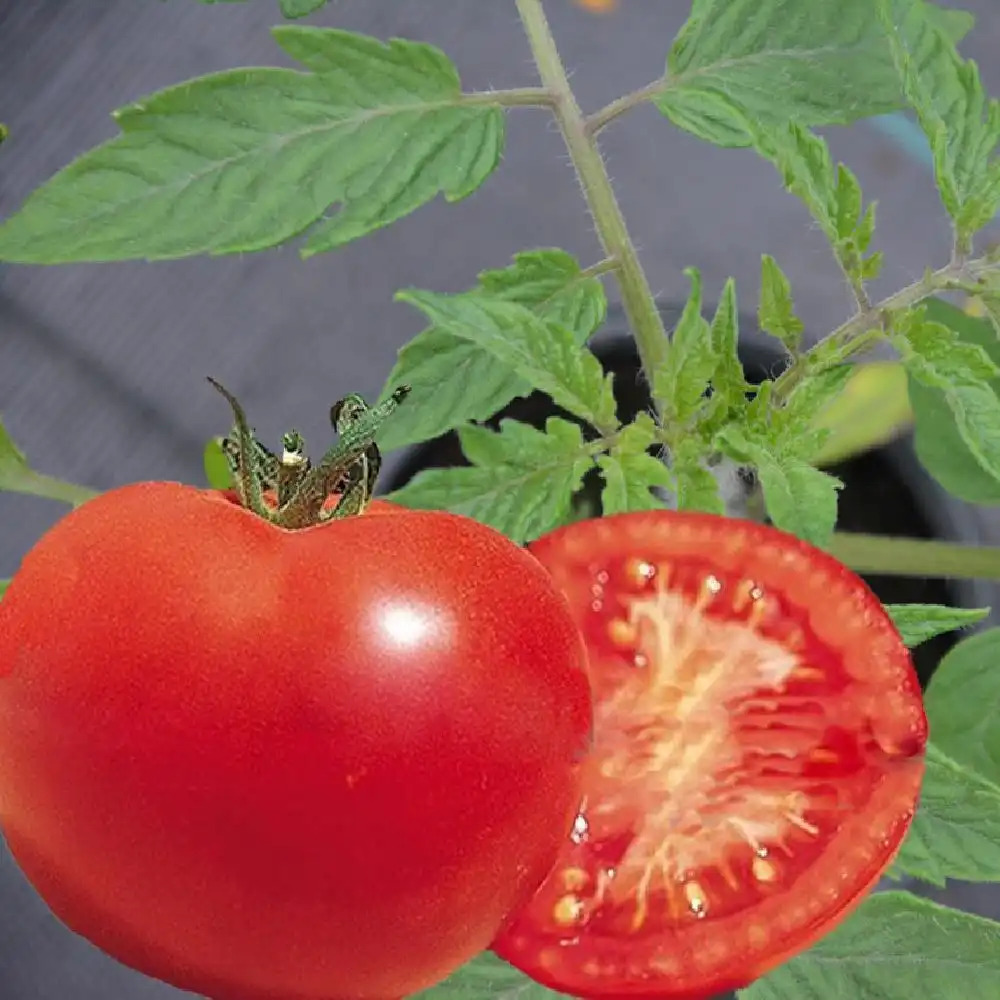 Tomate‘Saint Pierre’