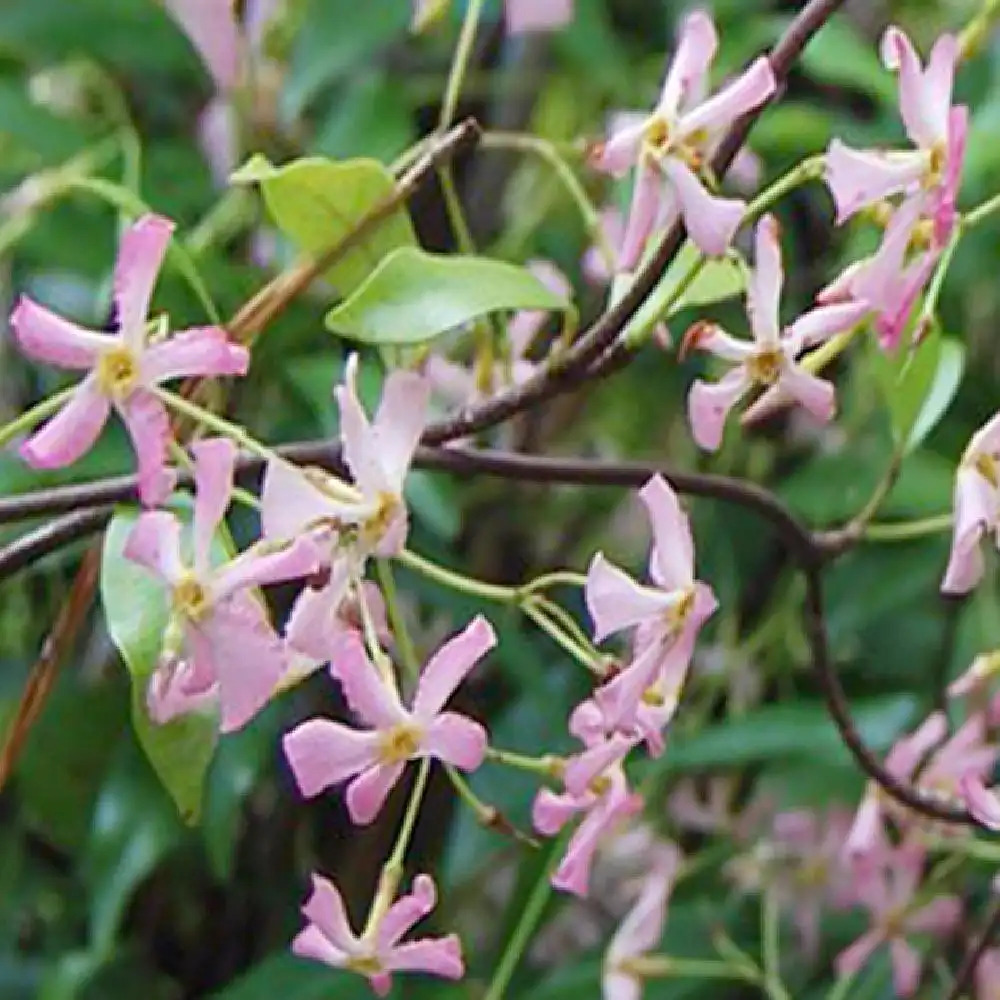 TRACHELOSPERMUM asiaticum 'Pink Showers'