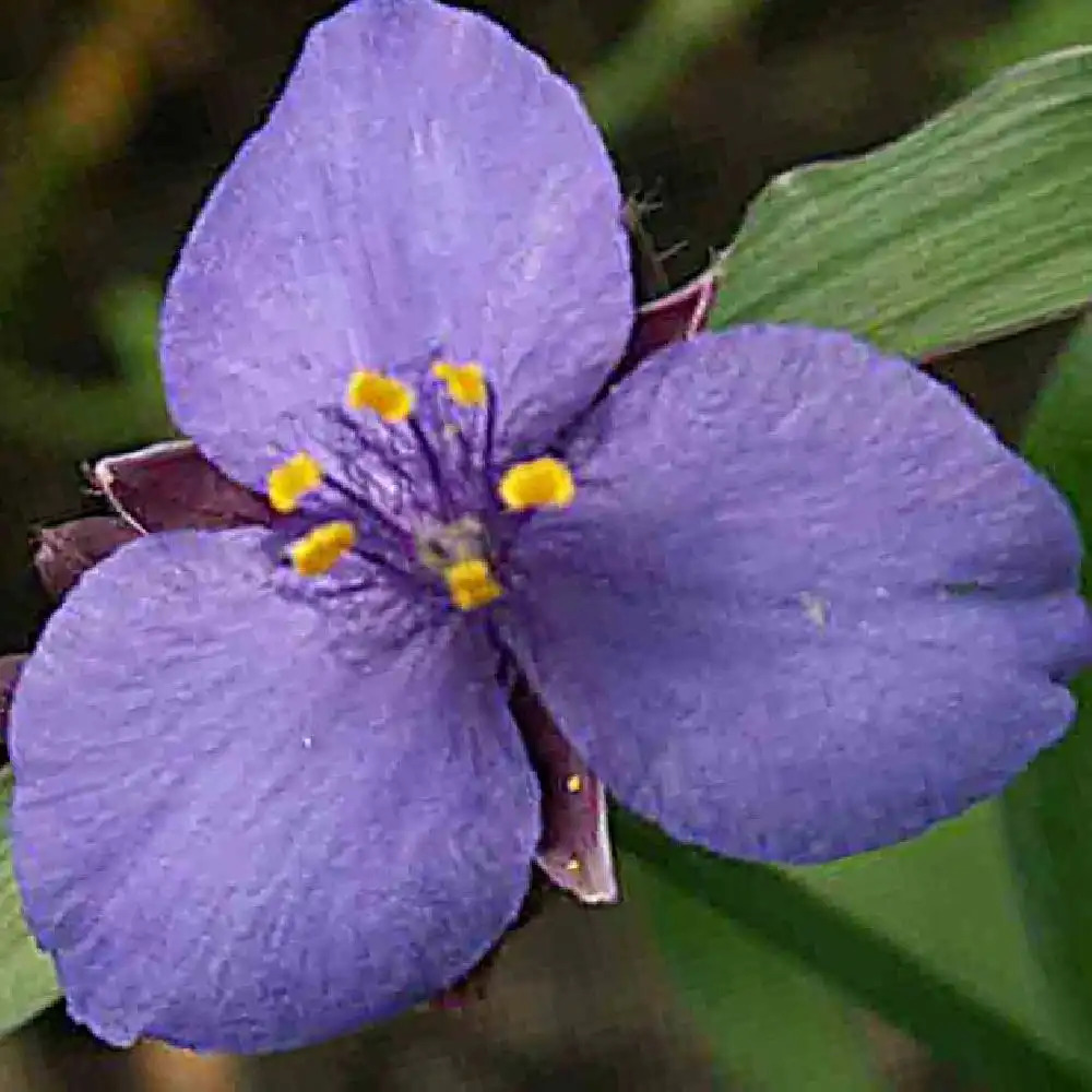 TRADESCANTIA 'Blue Stone' (Andersoniana Group)