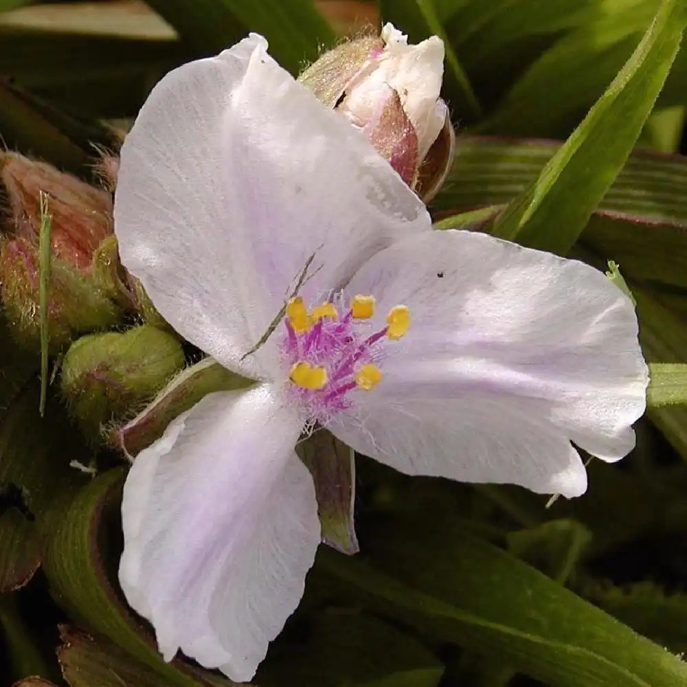 TRADESCANTIA 'Domaine de Courson' (Andersoniana Gr