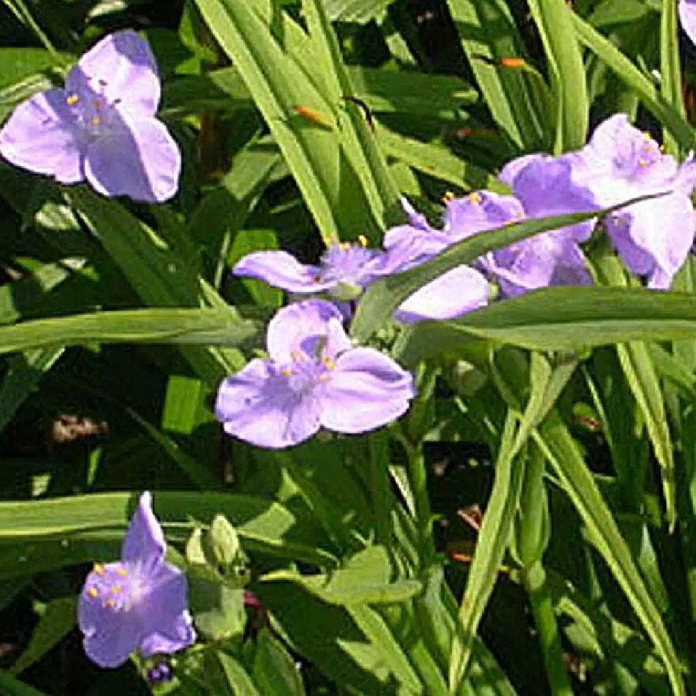 TRADESCANTIA 'J.C Weguelin' (Andersoniana Group)