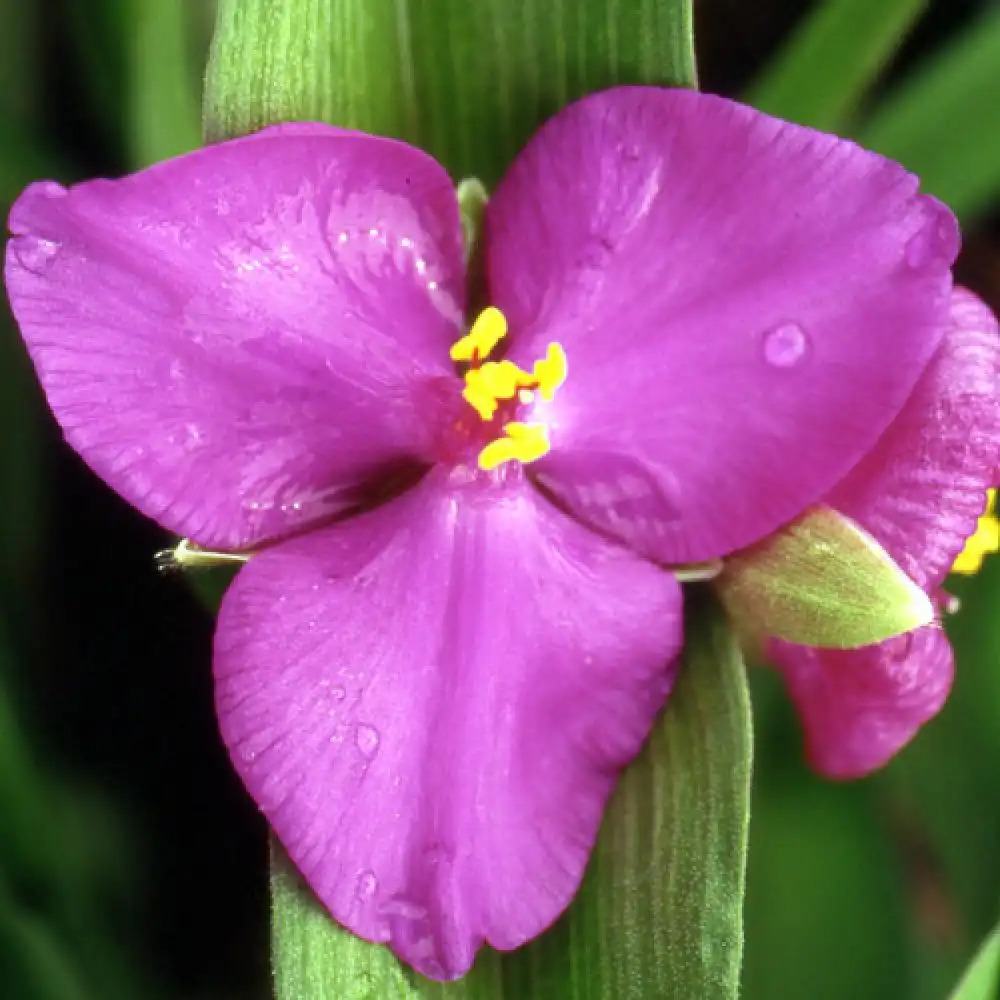 TRADESCANTIA 'Karminglut' (Andersoniana Group)