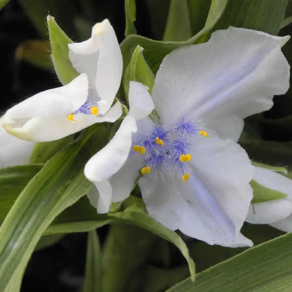 TRADESCANTIA 'Osprey' (Andersoniana Group)