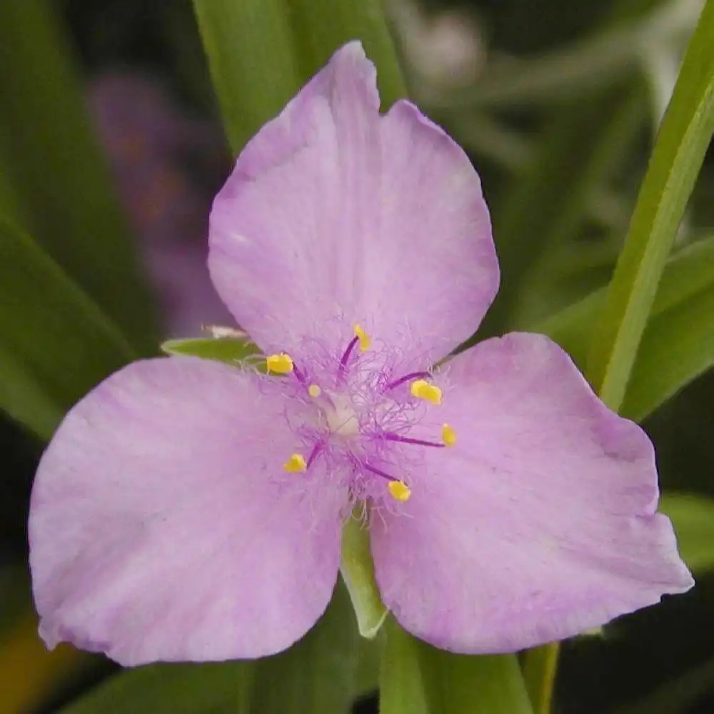 TRADESCANTIA 'Pauline' (Andersoniana Group)