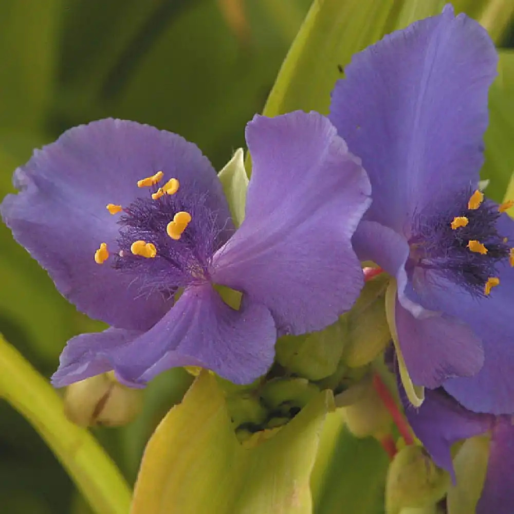 TRADESCANTIA 'Sweet Kate'