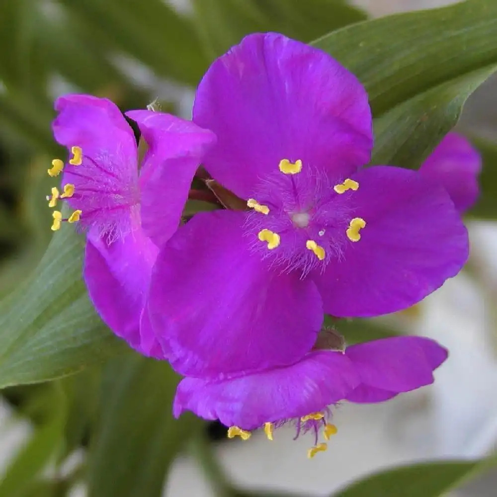 TRADESCANTIA 'Valour' (Andersoniana Group)