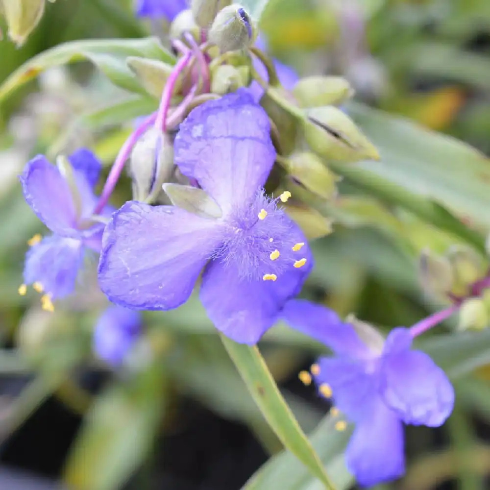 TRADESCANTIA 'Zwanenburg Blue' (Andersoniana Group