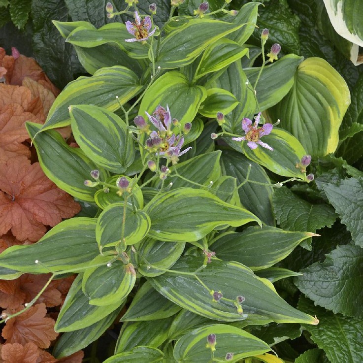 TRICYRTIS formosana 'Automn Glow'