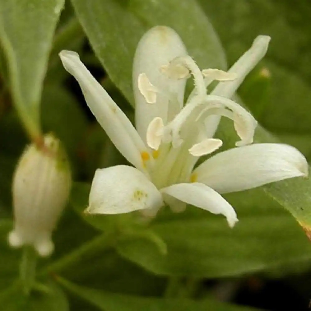 TRICYRTIS 'WhiteTowers' (T. latifolia)