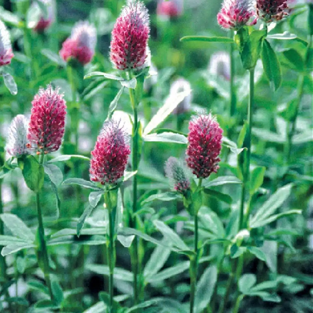 TRIFOLIUM rubens