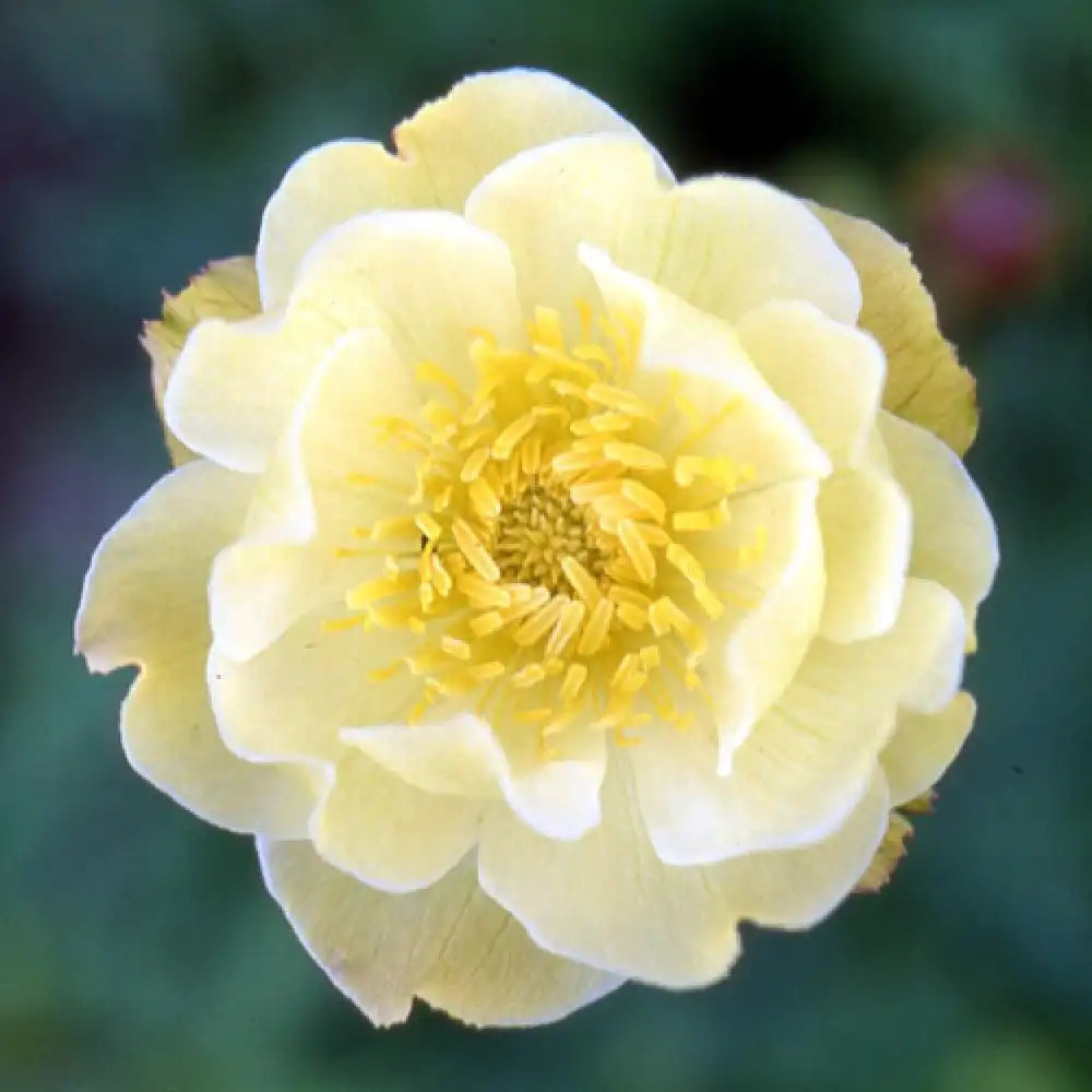 TROLLIUS 'Alabaster'