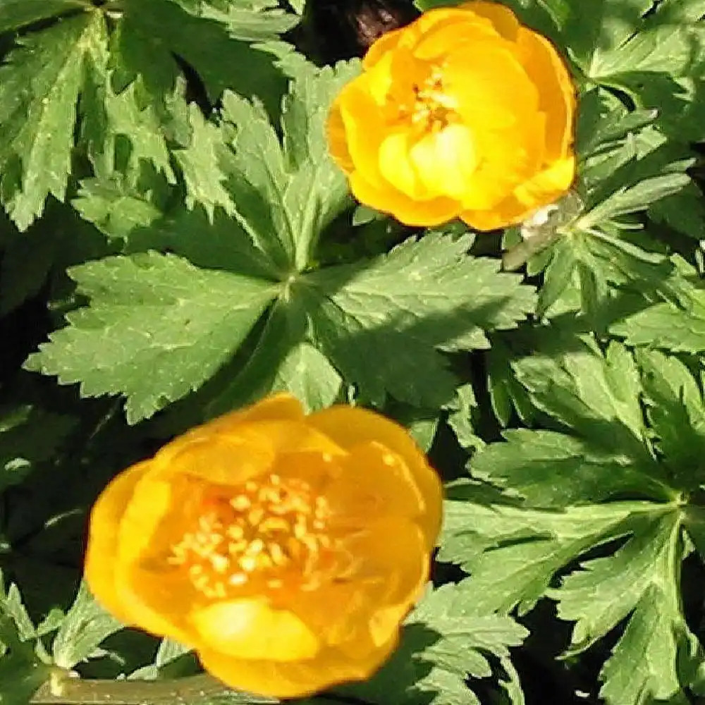 TROLLIUS 'Canary Bird'.' image 2