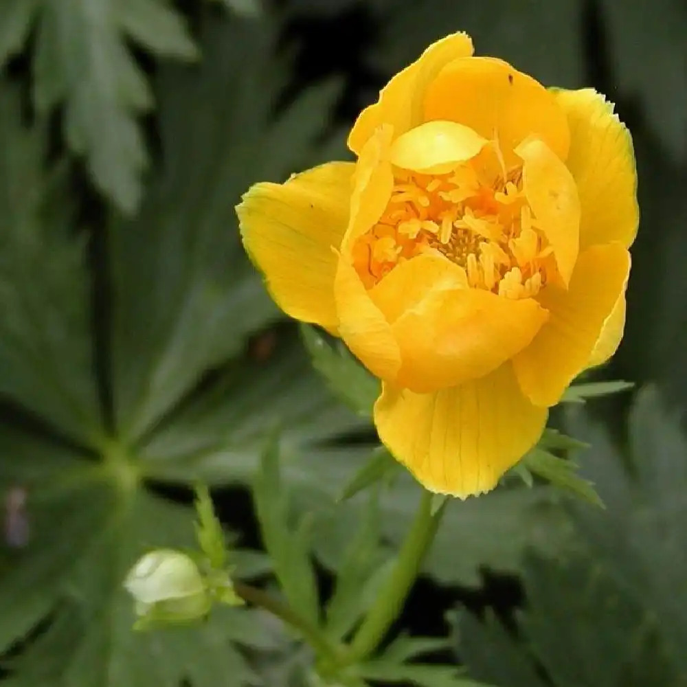 TROLLIUS chinensis 'Golden Queen'