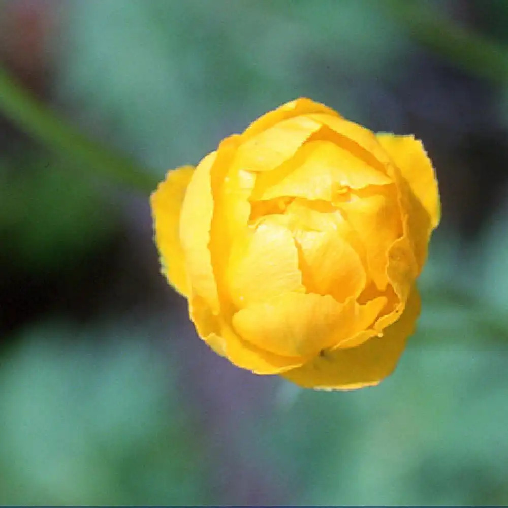 TROLLIUS 'Etna'