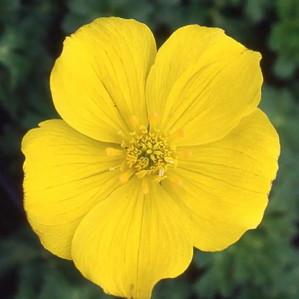 TROLLIUS pumilus