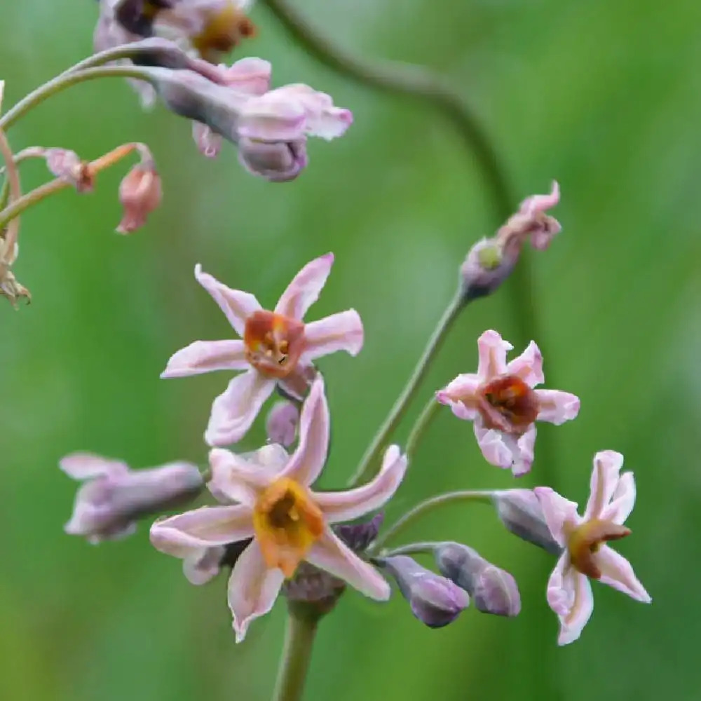 TULBAGHIA 'Hazel'