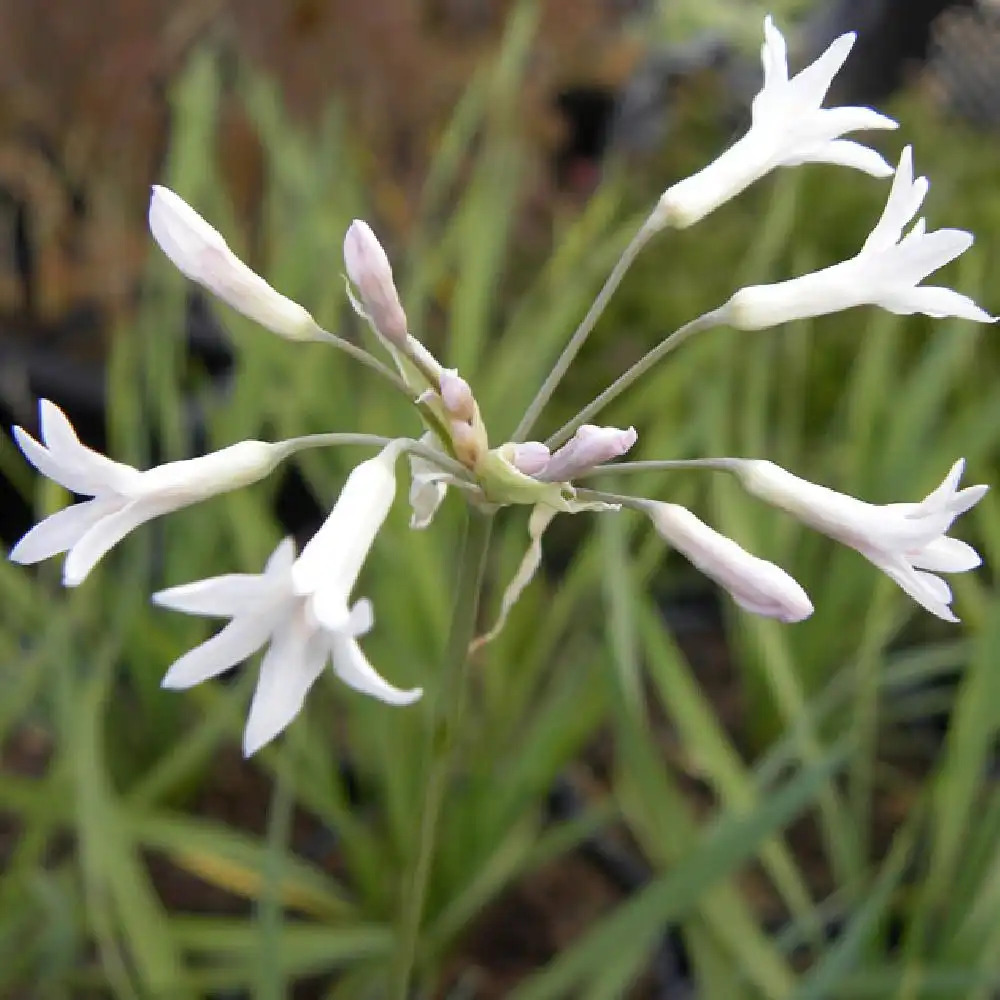 TULBAGHIA violacea 'Alba'