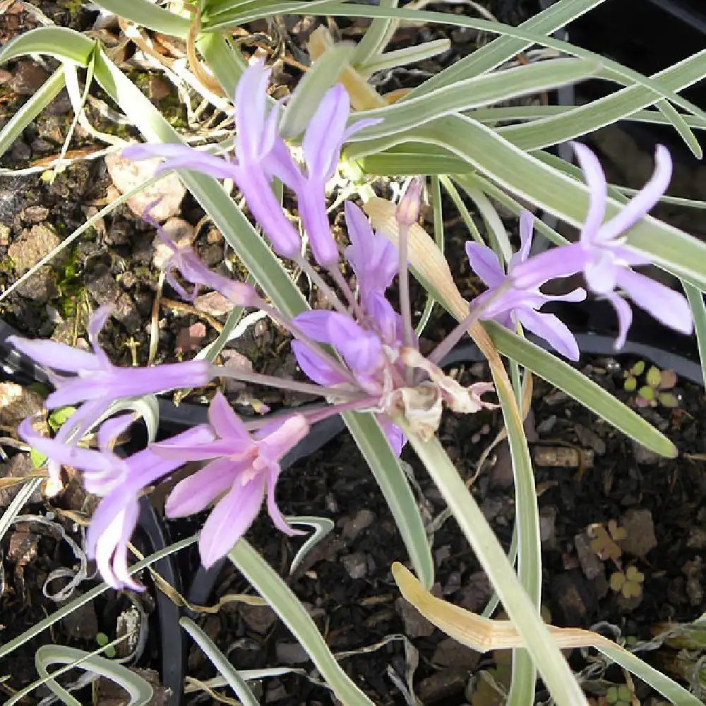 TULBAGHIA violacea 'Silver Lace'