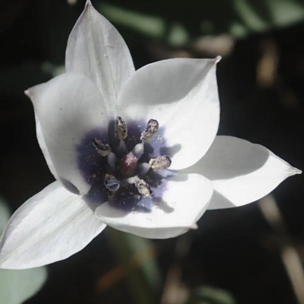 TULIPA humilis var. pulchella