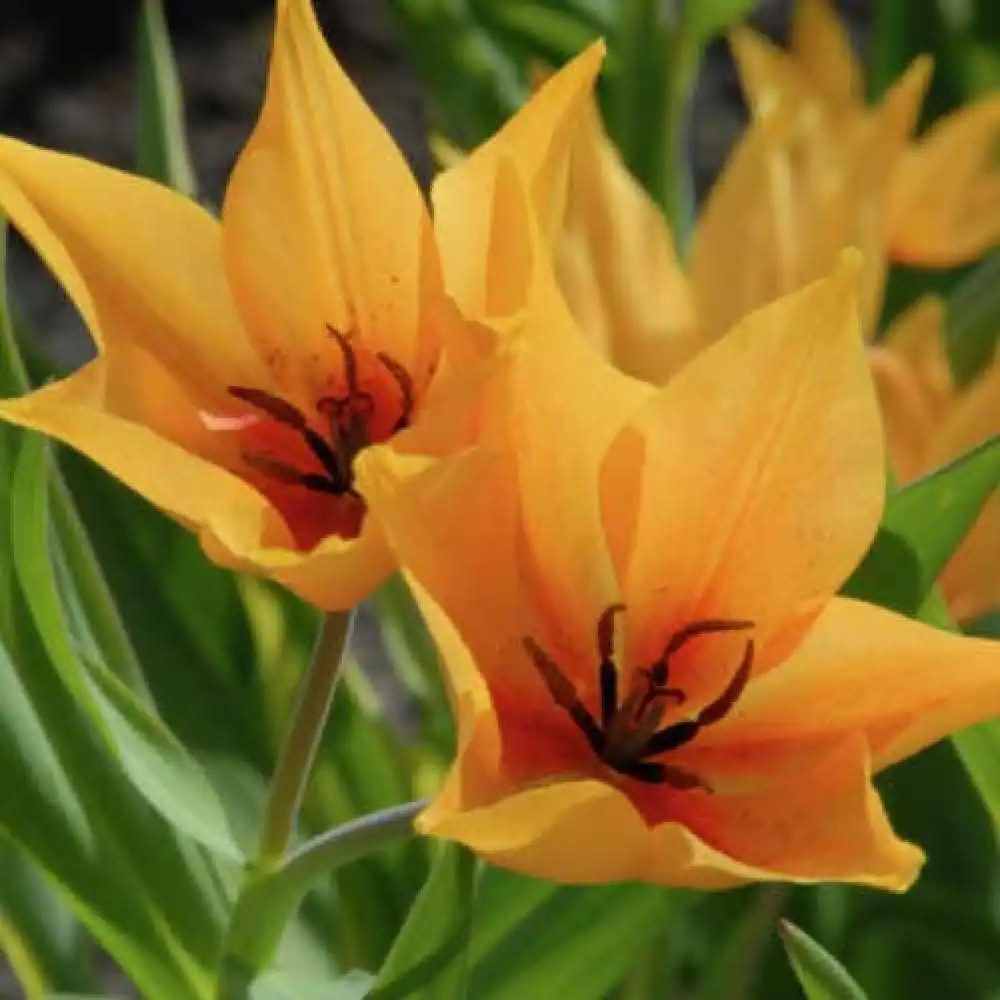 TULIPA praestans 'Shogun' (lot de 5)