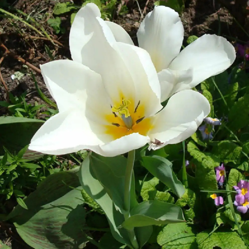 TULIPA 'Purissima' (lot de 5)