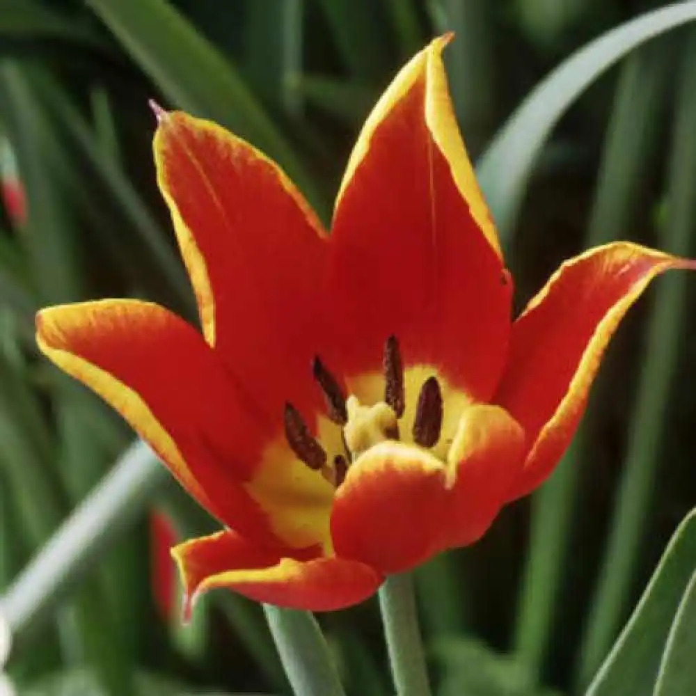 TULIPA schrenkii (lot de 5)