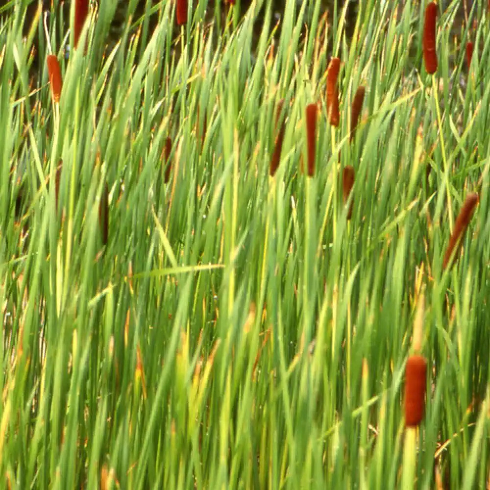 TYPHA angustifolia