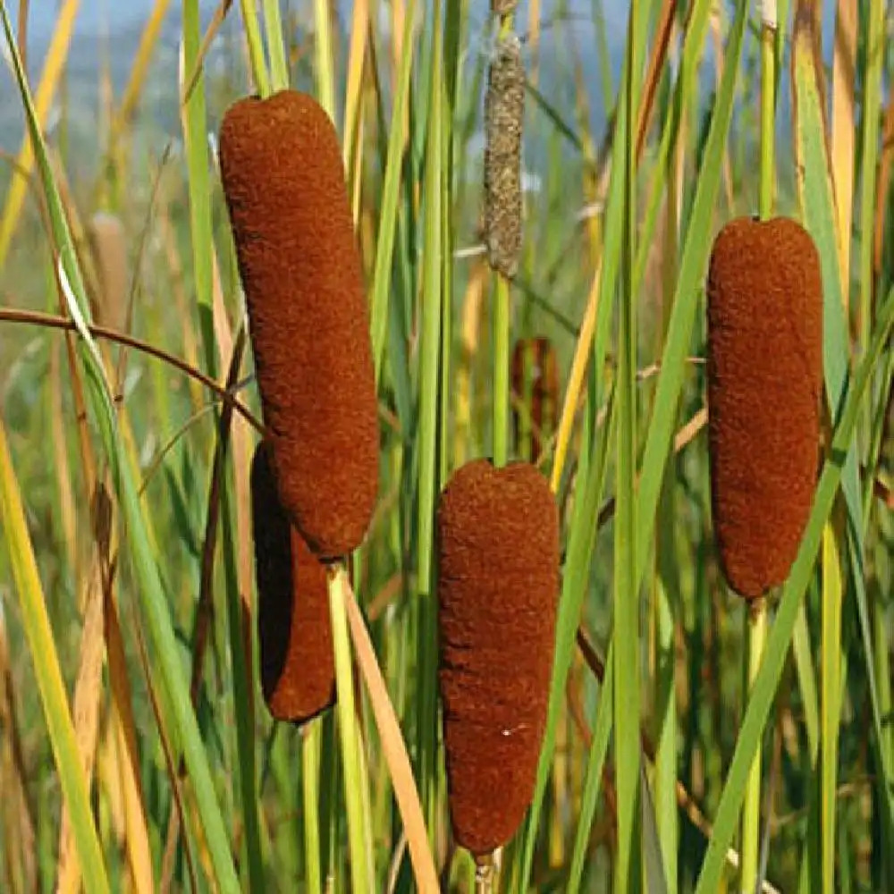 TYPHA laxmannii