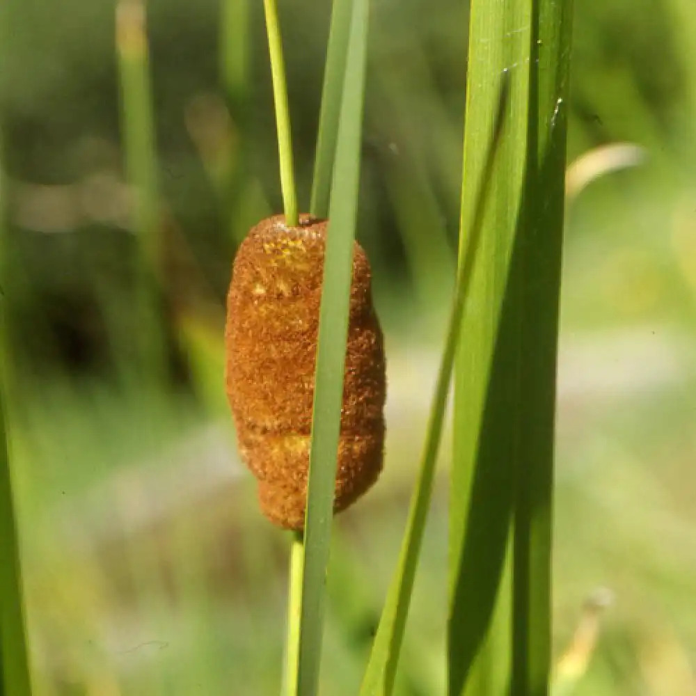 TYPHA minima