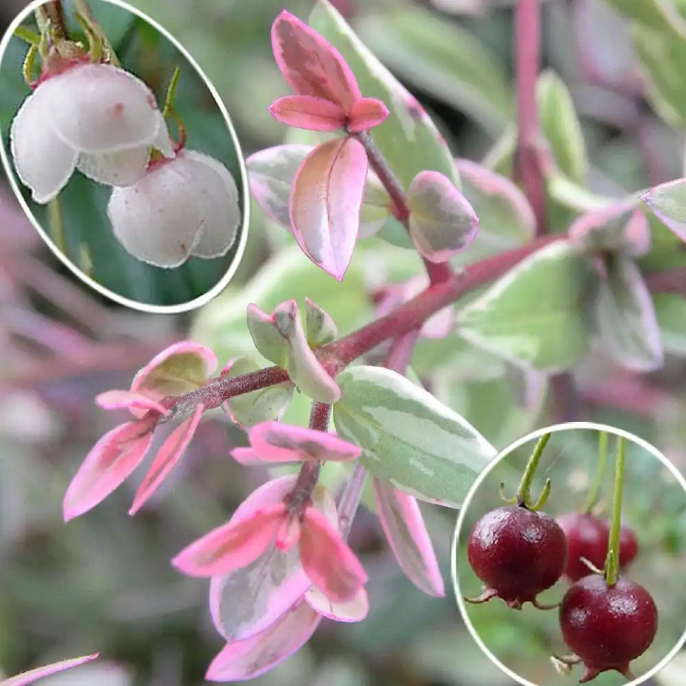 UGNI molinae 'Flambo'