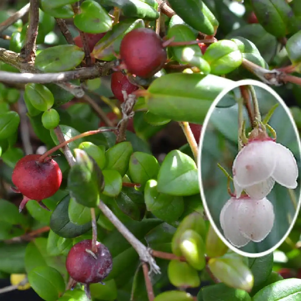 UGNI molinae (=MYRTUS ugni)